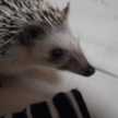 チャッピーピー