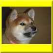 柴犬クッキー
