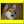柴犬クッキー