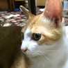 茶白ねこ