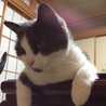うしがらねこ