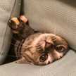 るいこすたりあん