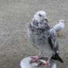 鳩軍曹
