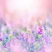 。・うらら。・。