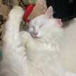 Ｒintaro