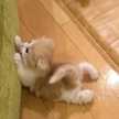 ちゃんくくっきー