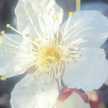 sousei circle
