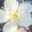 sousei circle