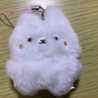 うさぎのしろまる