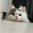 OliveHonny_ohitoribun