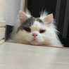 OliveHonny_ohitoribun