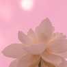 Lotusun