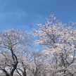 4月の桜🌸