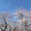 4月の桜🌸