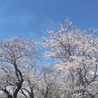 4月の桜🌸