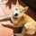 ♡ハムスター＆柴犬♪