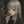 kozakura15
