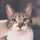 猫町さん 猫町さん