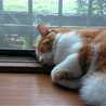 ういろう猫