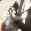ななこ