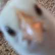 飼い猫