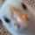 飼い猫