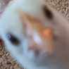 飼い猫