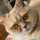 あずきねこ