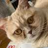 あずきねこ