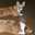 Flying Corgis