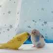 ふっぴぃー☆