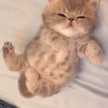 よねこ