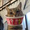 しまねこ