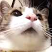 かものはし
