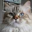 hushmush
