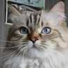 hushmush