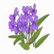 sumire