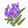 sumire