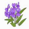 sumire