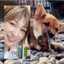 柴犬のお顔☆