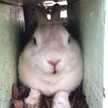 もぐもぐクック