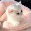 ゆーふぉちゃん