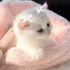 ゆーふぉちゃん