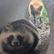 The Tanuki Kitchen【ポンタ料理研究所】