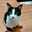 トムねこ