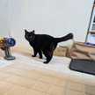 黒猫めめちゃん☆