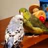 パル（インコ好き）