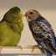 パル（インコ好き）