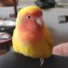 いもいもと