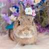 ふちたろう